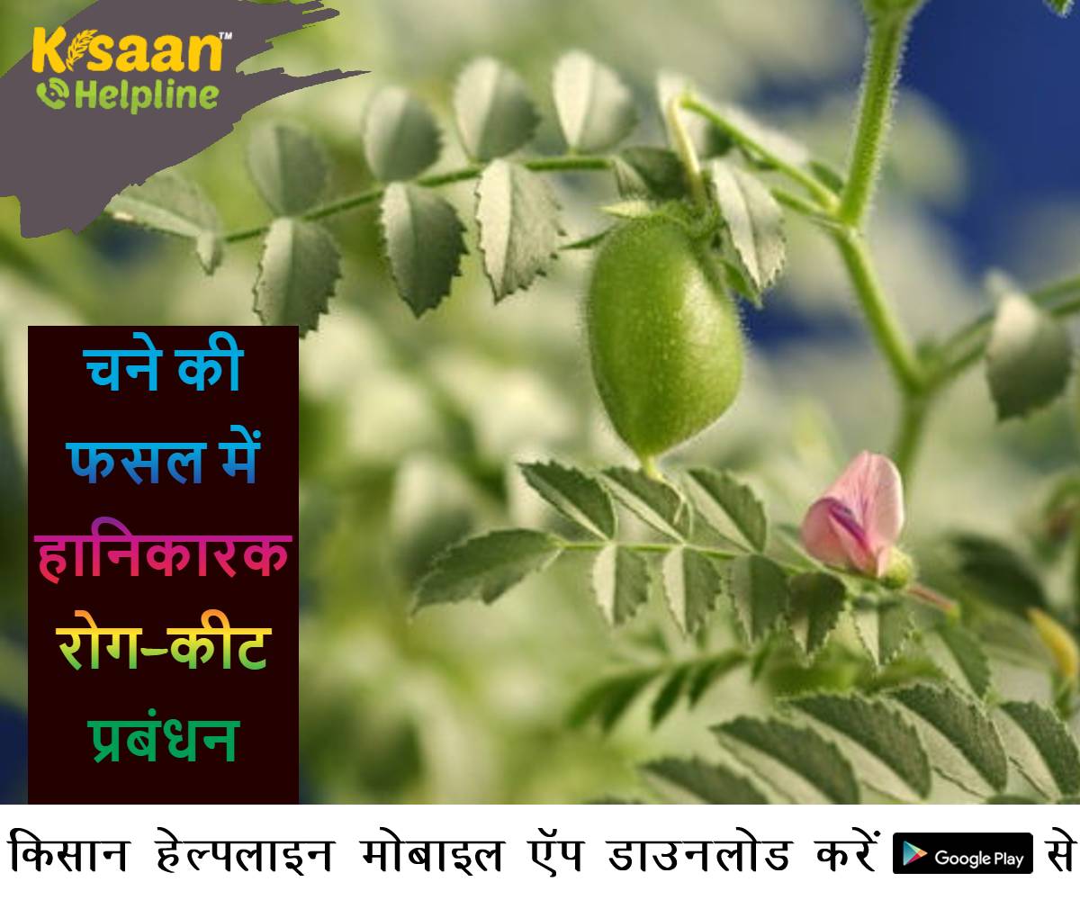 चने की फसल में हानिकारक रोग-कीट प्रबंधन